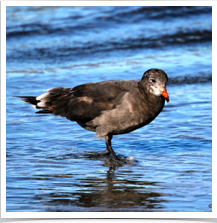 Seagull - Wading